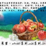 長(zhǎng)富1號(hào)蘋果苗幼苗   長(zhǎng)富蘋果苗種苗   長(zhǎng)富果苗