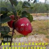 鲁丽苹果苗供应  /  批发鲁丽苹果苗