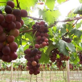 黑蜜葡萄苗 黑蜜葡萄苗价格 黑蜜葡萄苗繁育基地