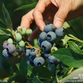 美登蓝莓苗 美登蓝莓苗价格 美登蓝莓苗繁育基地