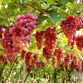 蜜红葡萄苗 蜜红葡萄苗价格 蜜红葡萄苗繁育基地