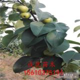 紅梨樹苗 想買梨樹苗哪里有 梨苗價(jià)格