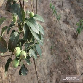 紅富士蘋果苗的基地，2公分蘋果苗的銷售 優(yōu)質(zhì)蘋果苗