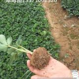 甜查理草莓苗2016年報價 內蒙古草莓苗基地