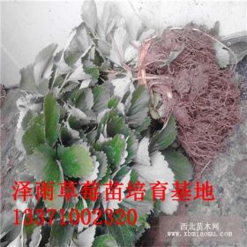 草莓苗云南价格 昆明红颜草莓苗批发基地