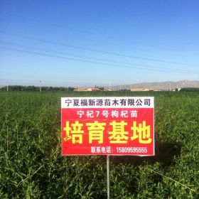 寧夏福新源苗木有限公司 寧杞1號 寧杞7號枸杞苗