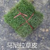 结缕草皮大量批发，结缕草皮多少钱一平方？