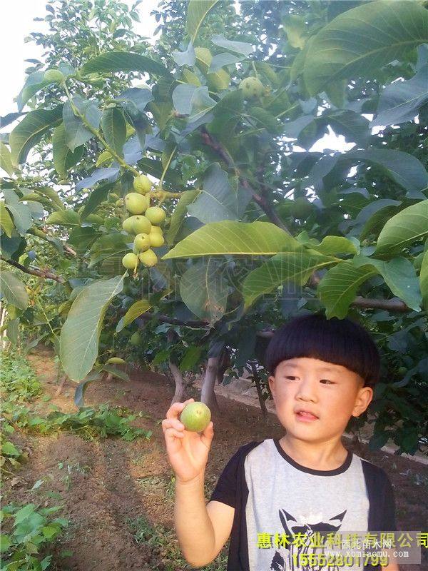 核桃苗 種植方法