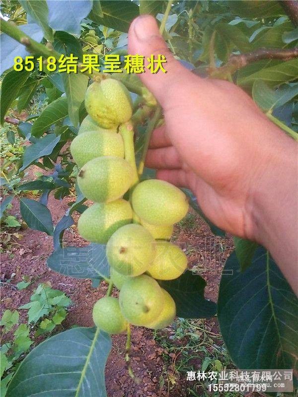 核桃苗 種植方法