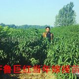 桃樹苗種植方法   桃樹苗管理技術(shù)