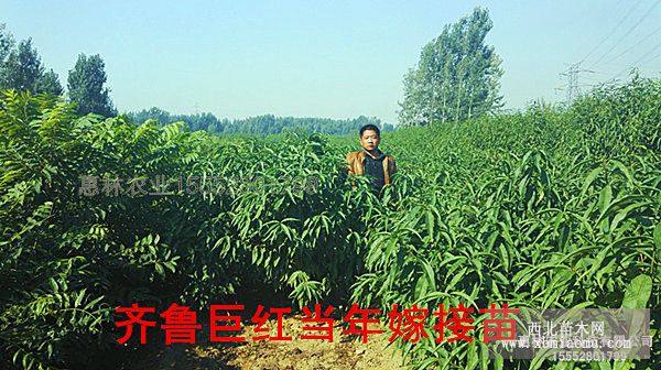 桃樹種植方法