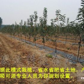 樱桃树的种植方法  批发樱桃树苗