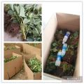 我基地常年培育草莓苗品種 甜寶草莓苗品種好 大棚種植好管理