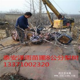 玉露香梨树苗批发基地 0.5公分玉露香梨树苗价格