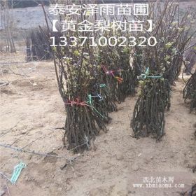 出售便宜玉露香梨树苗 山东梨树培育基地