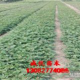 大紅袍花椒苗哪里多 花椒苗基地