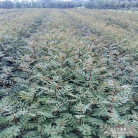 带杯花椒苗哪里有 花椒苗批发基地