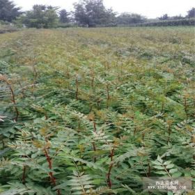 大红袍花椒苗哪里有 花椒苗基地