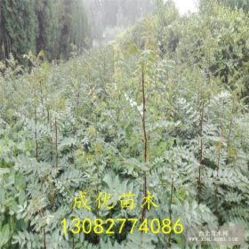 花椒苗哪里有 花椒苗批发基地