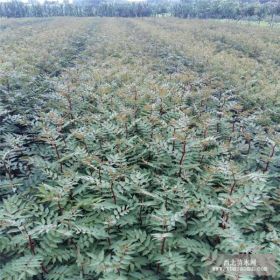 花椒苗哪里多 花椒苗价格 哪里有卖花椒苗的