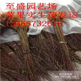 新疆0.8公分矮化苹果苗价格 喀什苹果苗基地