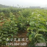 梨樹苗批發(fā)零售 基地直銷 品種齊全 價(jià)格便宜 產(chǎn)量高 易活