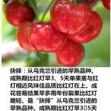 抉擇櫻桃苗 抉擇櫻桃幼苗種苗  抉擇櫻桃苗種植基地