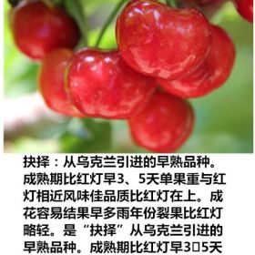 抉擇櫻桃苗 抉擇櫻桃幼苗種苗  抉擇櫻桃苗種植基地