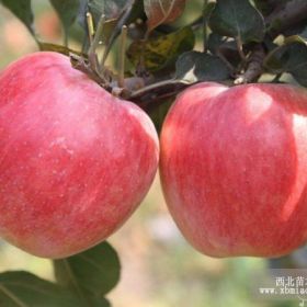 烟富苹果苗 烟富苹果苗批发 烟富苹果苗量大从优