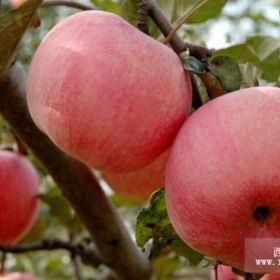 岱绿苹果苗 岱绿苹果苗报价 岱绿苹果苗出售