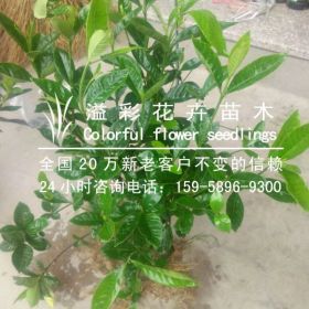 毛娟（春娟） 夏娟（紫鵑）龜甲冬青 茶梅 大小杯苗供應(yīng)