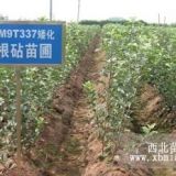 m9t337 自根砧蘋(píng)果苗，煙富8蘋(píng)果苗，煙富0蘋(píng)果苗