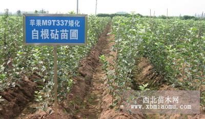 m9t337 自根砧苹果苗，烟富8苹果苗，烟富0苹果苗