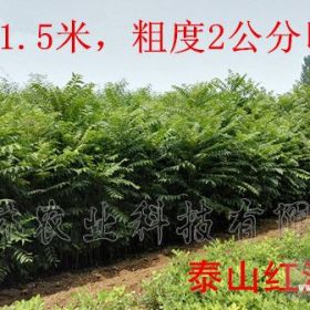 香椿苗种植技术