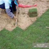 廣西南寧供應(yīng)馬尼拉草