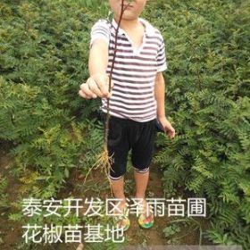 云南省丽江市花椒苗基地 九叶青花椒苗0.5元一株