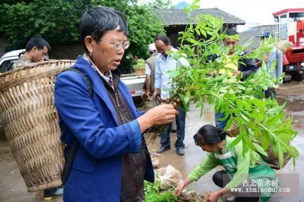 丽江花椒苗价格