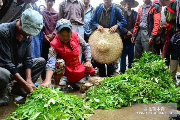 丽江花椒苗价格