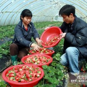 土特拉草莓苗、新品種土特拉草莓苗、土特拉草莓苗價格