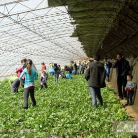 草莓苗/草莓苗/草莓苗/草莓苗/草莓苗/草莓苗