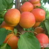 紅杏樹(shù)苗 紅杏樹(shù)苗報(bào)價(jià) 紅杏樹(shù)苗繁育基地