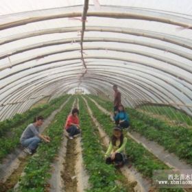 豐香草莓苗、河南豐香草莓苗新品種、豐香草莓苗基地