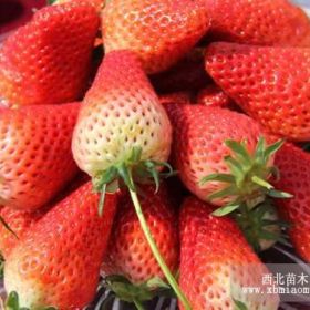 北京甜寶草莓苗、甜寶草莓苗多少錢一棵