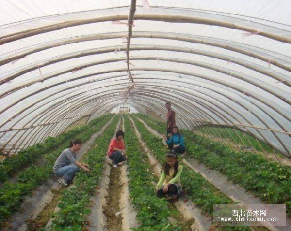 山東奶油草莓苗