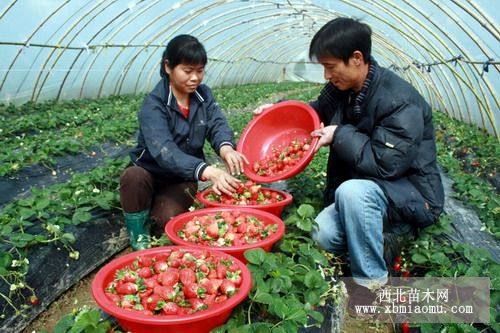 山东奶油草莓苗