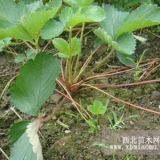 妙香草莓苗 妙香草莓苗多少錢一棵 妙香草莓苗新品種