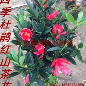 供應(yīng)四季杜鵑紅山茶，四季紅山茶批發(fā)