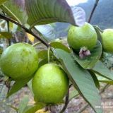 大紅甜石榴苗 大紅甜石榴苗價(jià)格 大紅甜石榴苗繁育基地