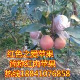 紅肉蘋(píng)果苗接穗，喬化紅肉蘋(píng)果苗