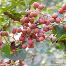 小花花椒苗 小花花椒苗报价 小花花椒苗采购